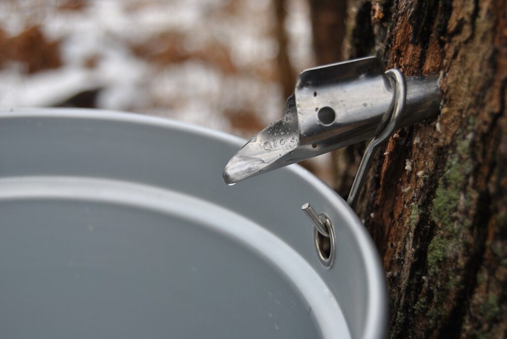 메이플 워터 (Maple Water)