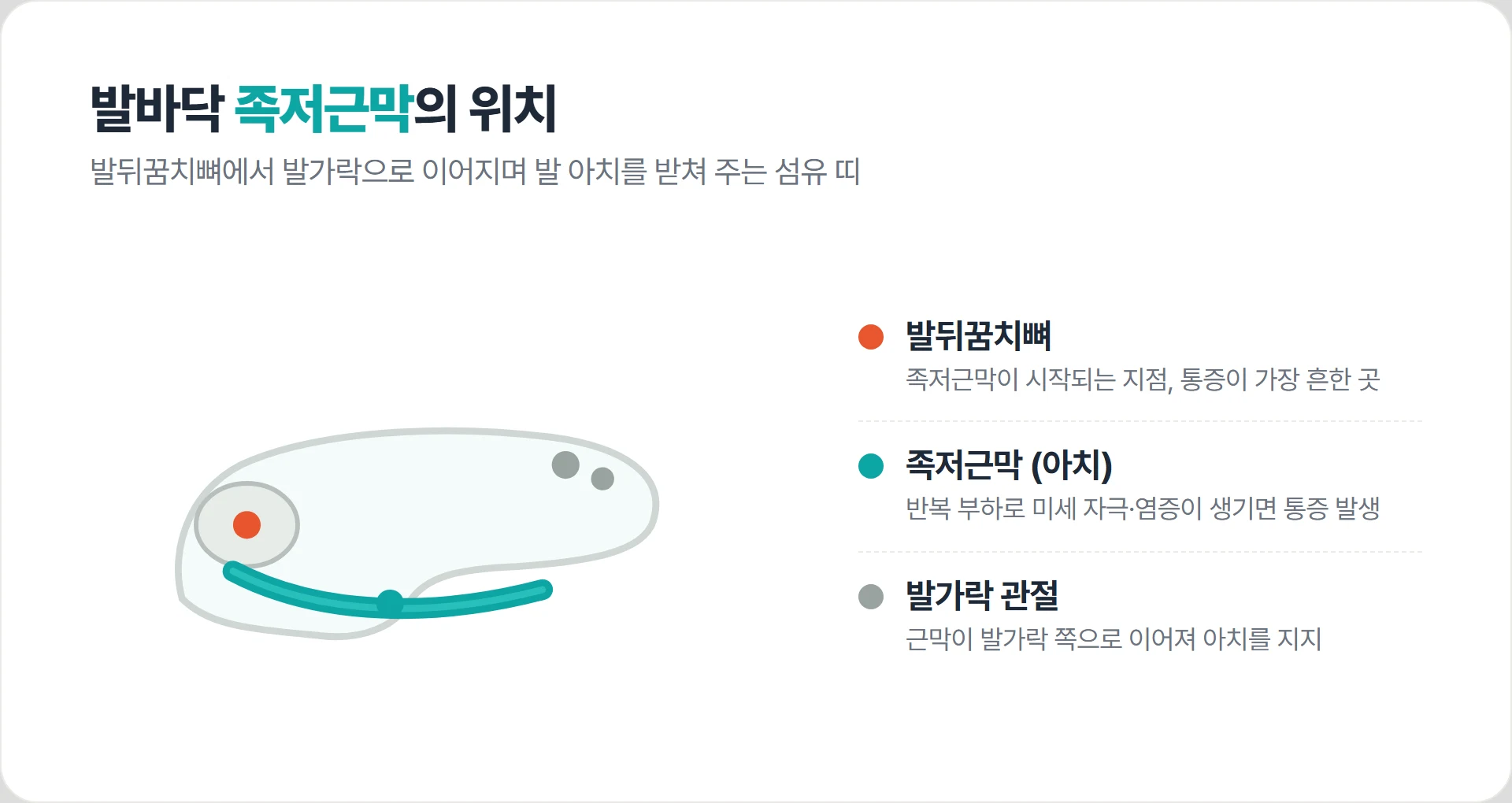발뒤꿈치에서 발가락으로 이어지는 족저근막의 위치를 보여주는 발 해부 일러스트
