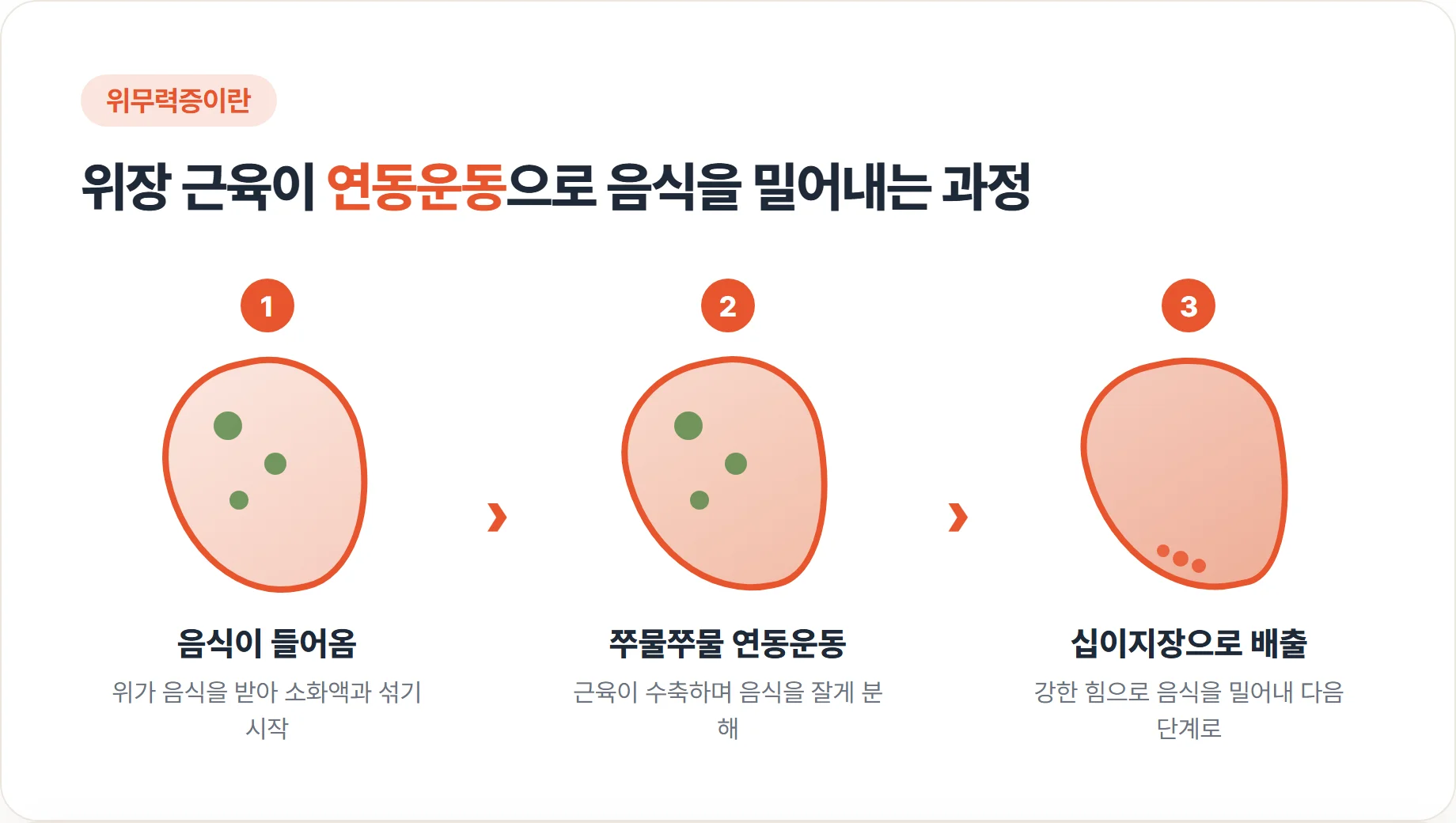주머니 모양 위장 근육이 연동운동을 하는 과정을 보여주는 일러스트